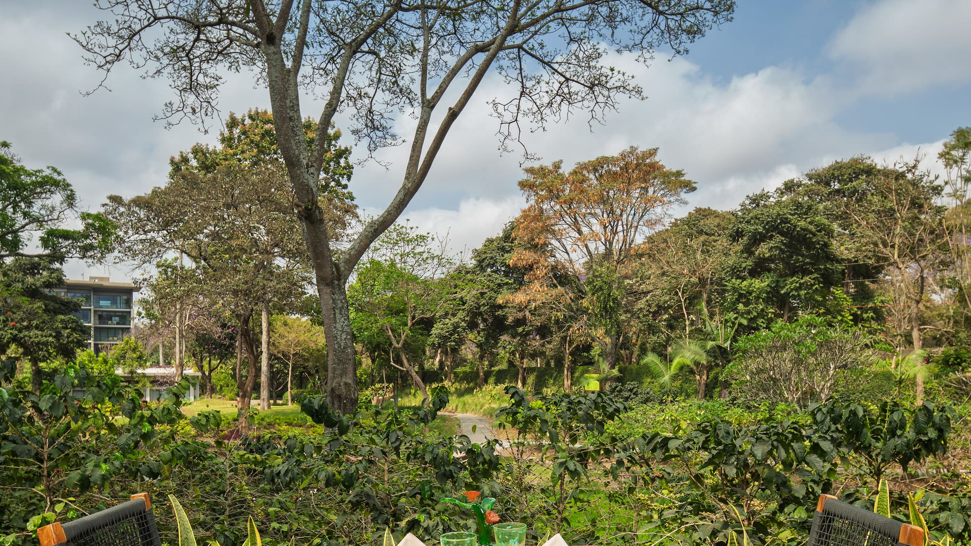 a table and chairs outside with trees in the background