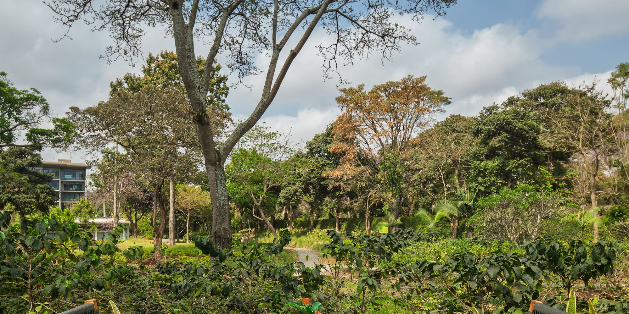 a table and chairs outside with trees in the background
