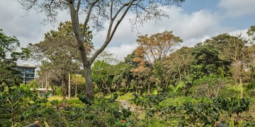 a table and chairs outside with trees in the background