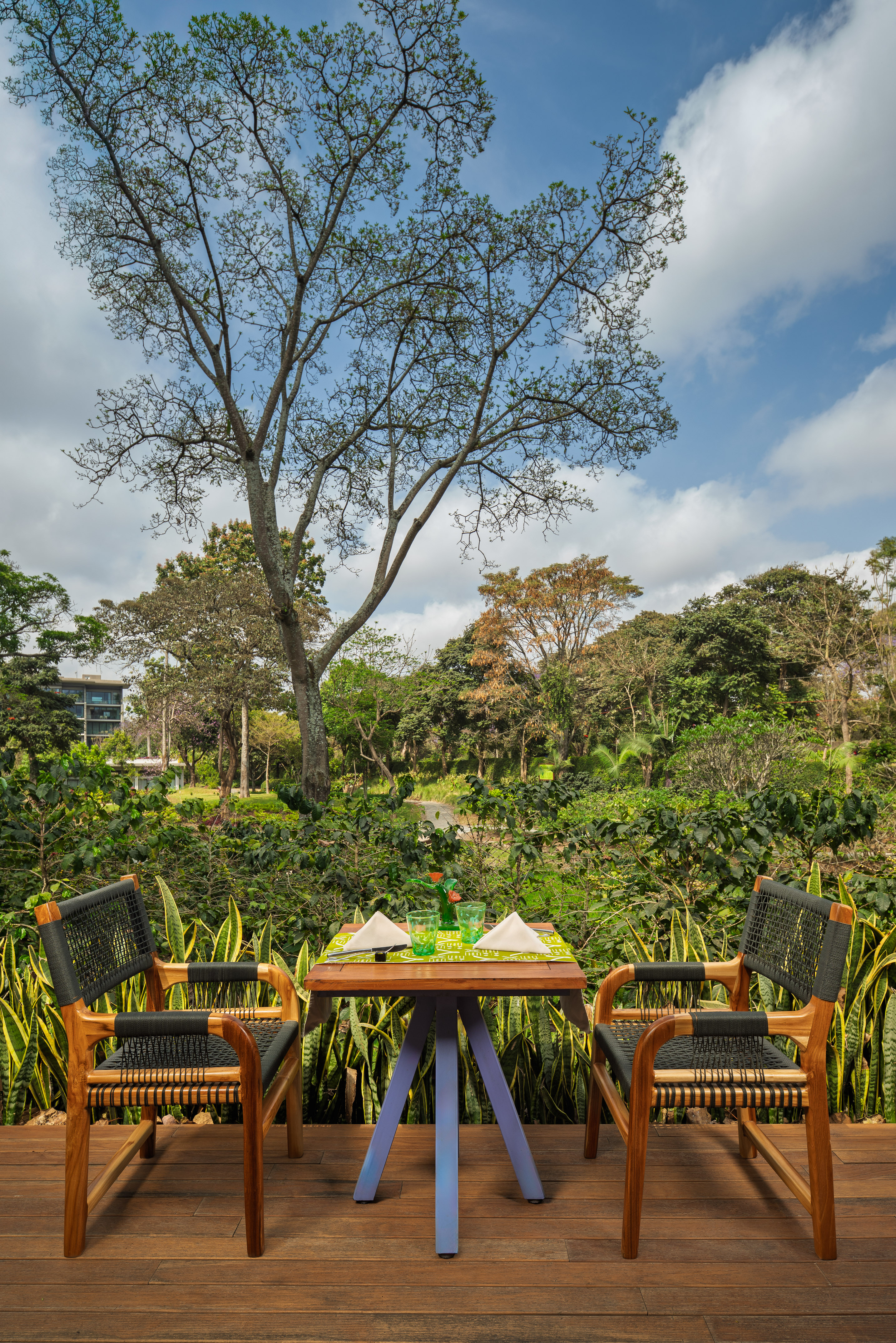 Outdoor patio dining with wooden chairs, table, and lush coffee plant garden.