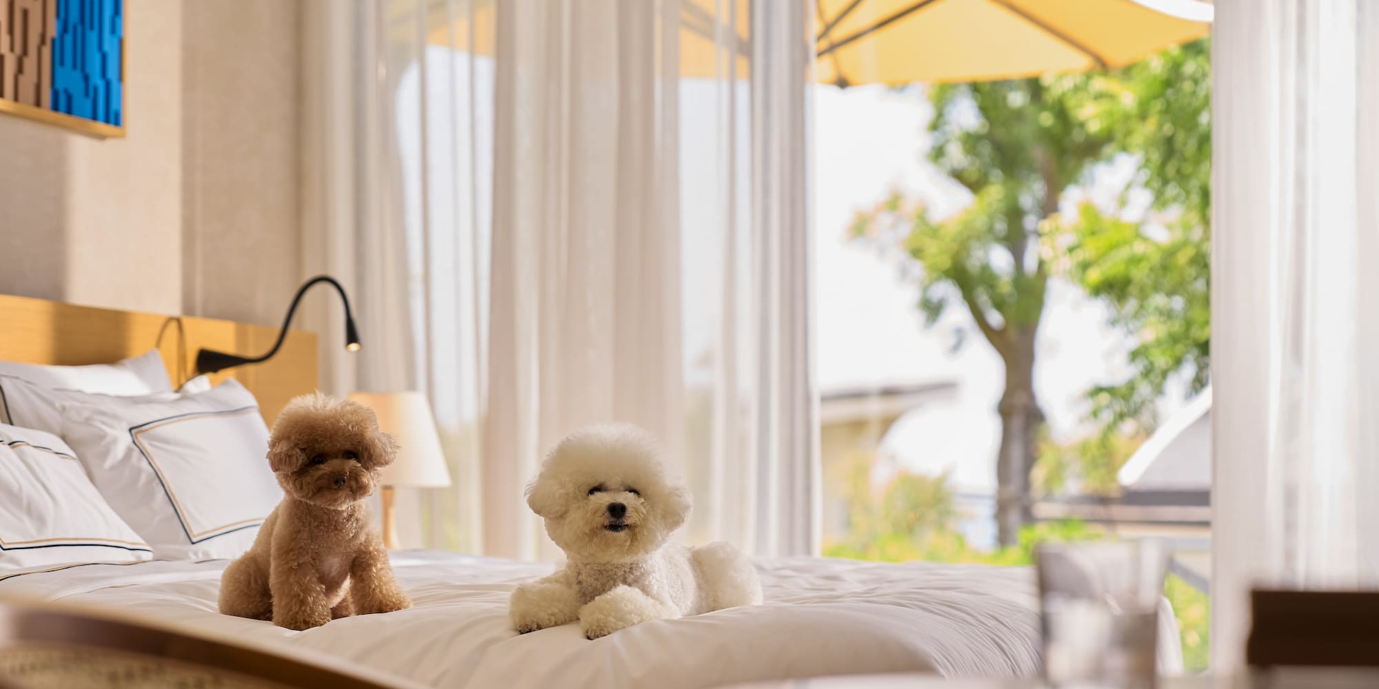 Brown poodle and white dog on hotel bed in pet-friendly room.