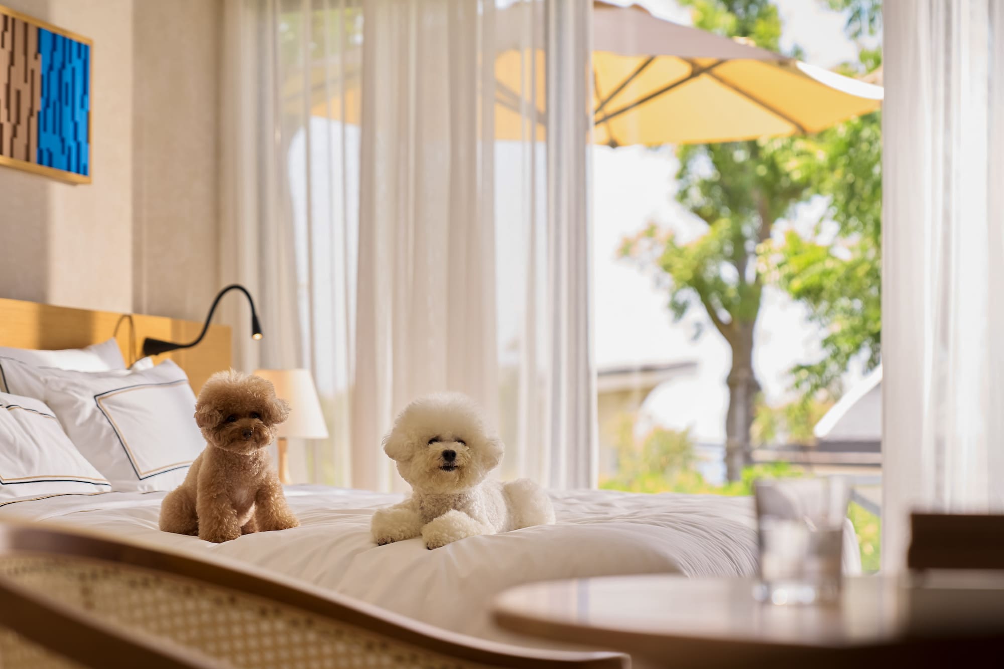 Brown poodle and white dog on hotel bed in pet-friendly room.