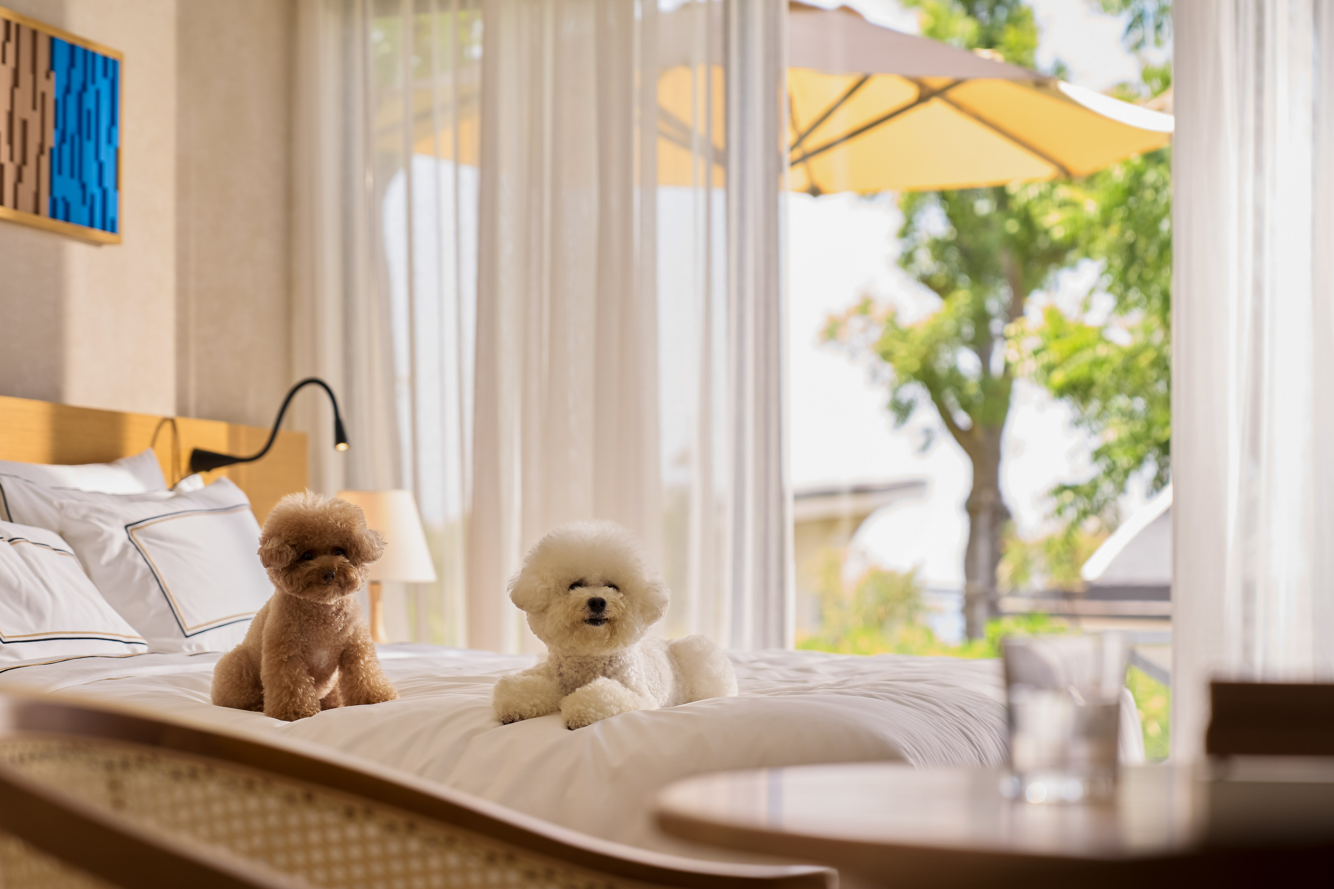 Brown poodle and white dog on hotel bed in pet-friendly room.