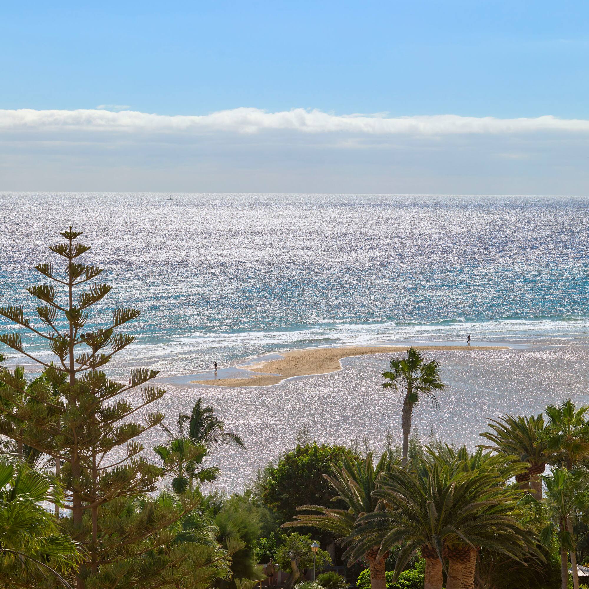 a beach with palm trees and a body of water