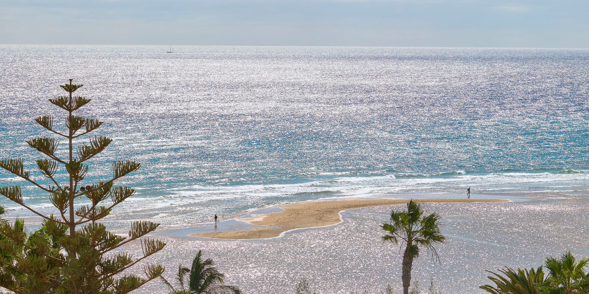 a beach with palm trees and a body of water