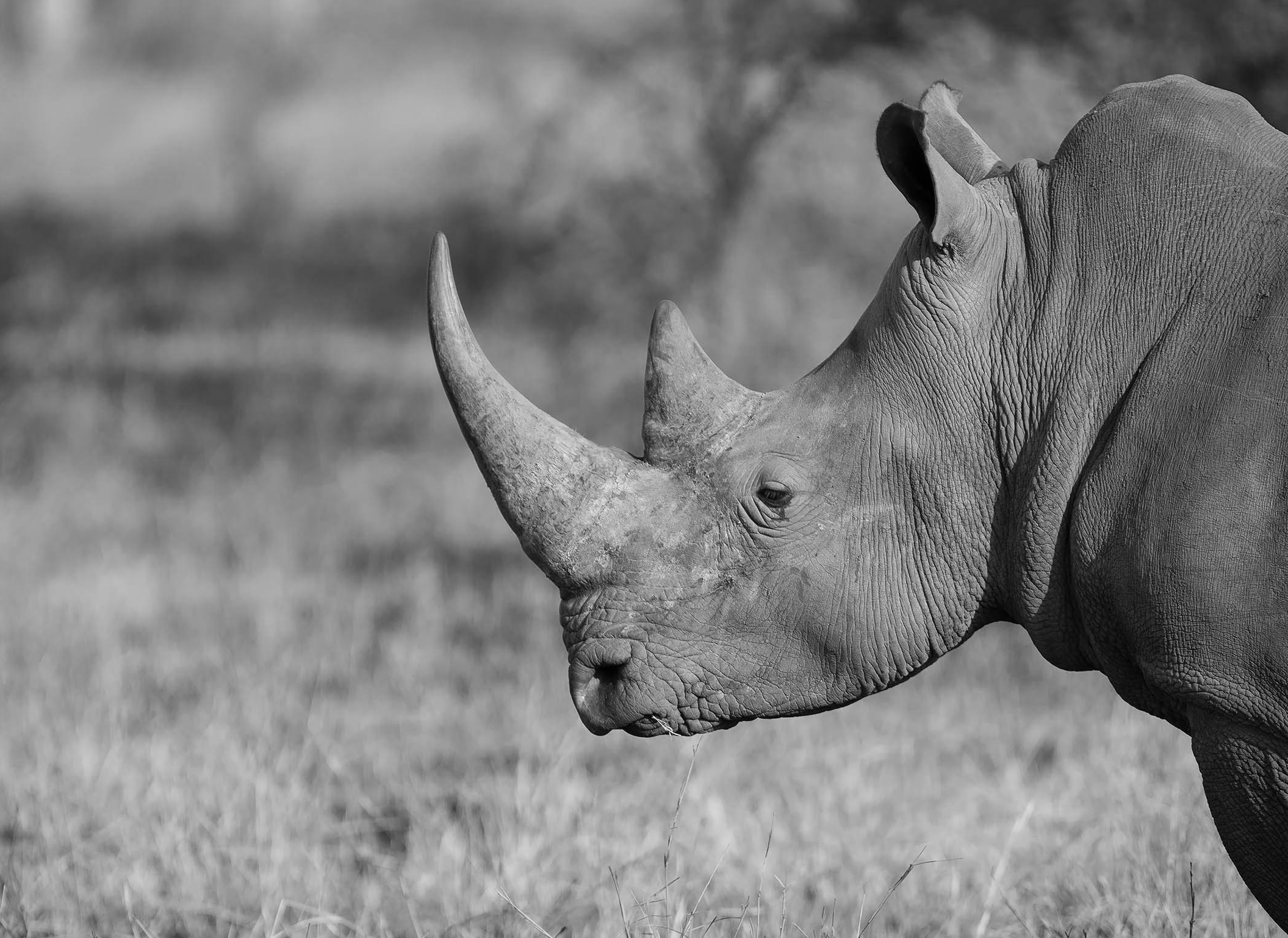 a rhinoceros in a field