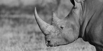 a rhinoceros in a field
