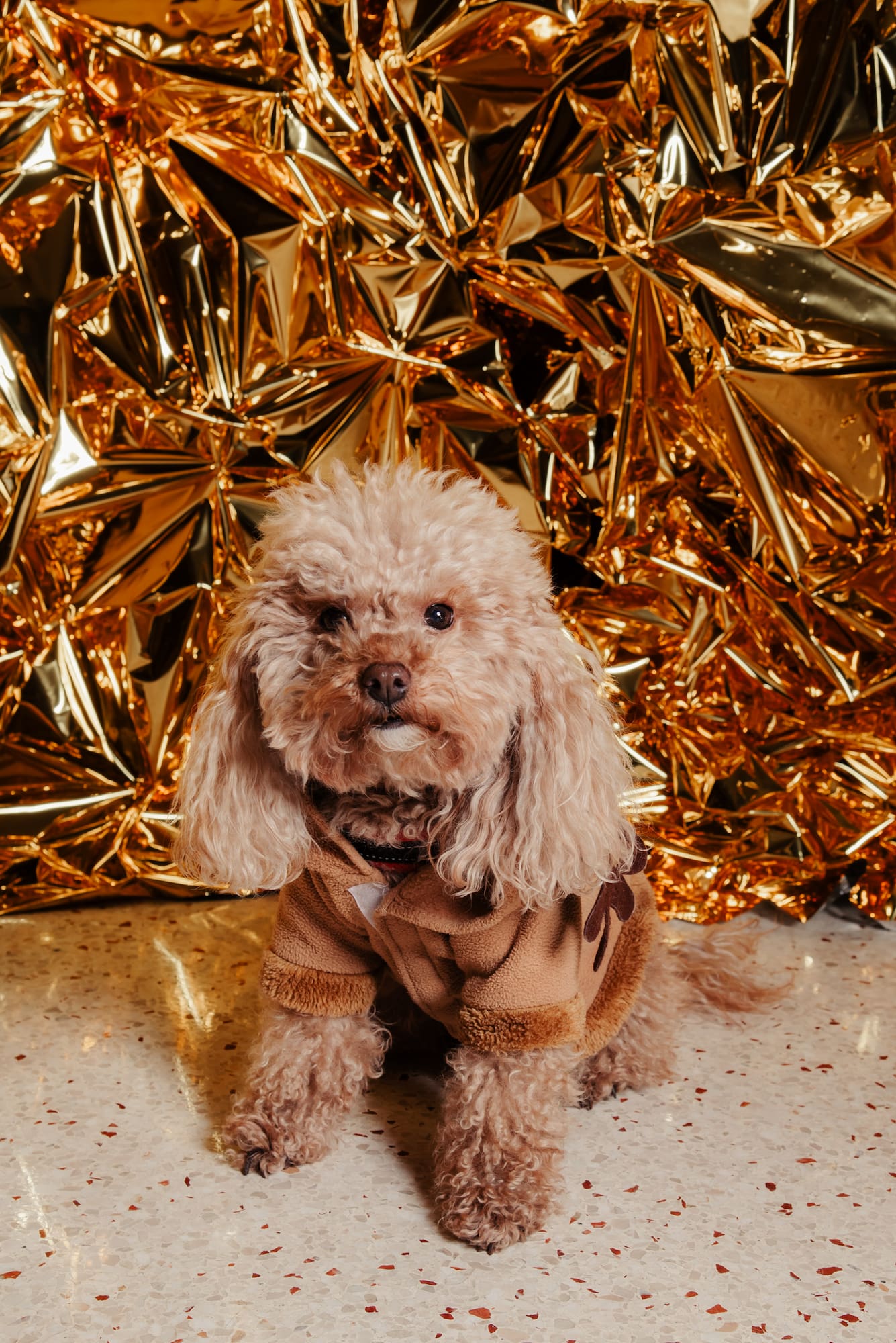a dog sitting in front of a gold foil backdrop