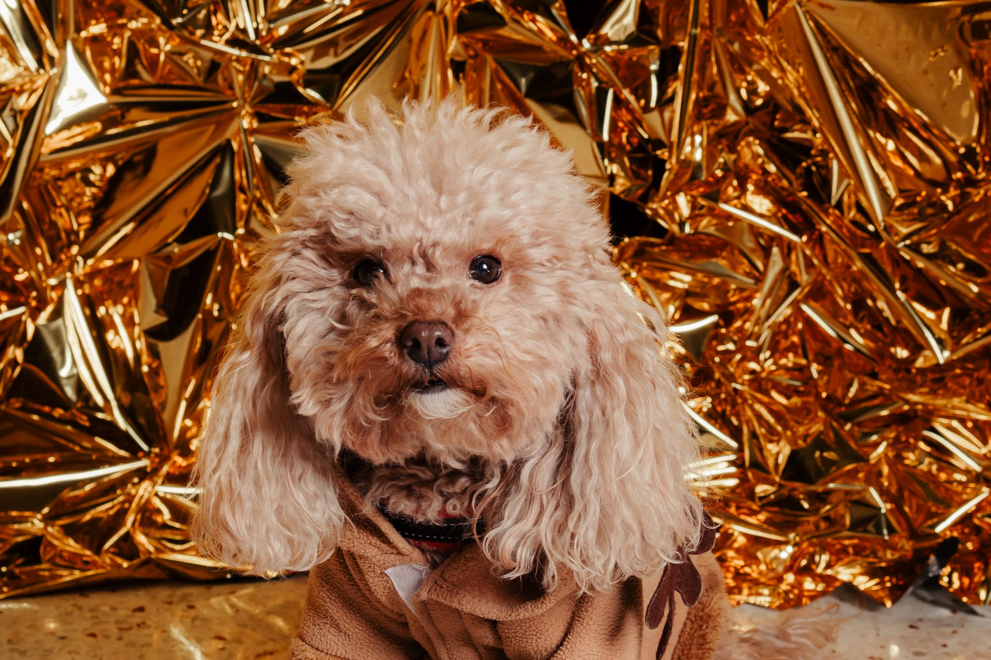a dog sitting in front of a gold foil backdrop