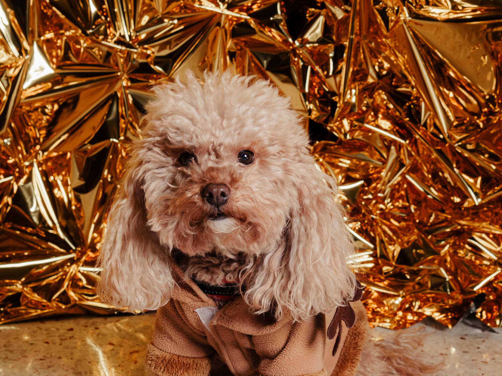 a dog sitting in front of a gold foil backdrop