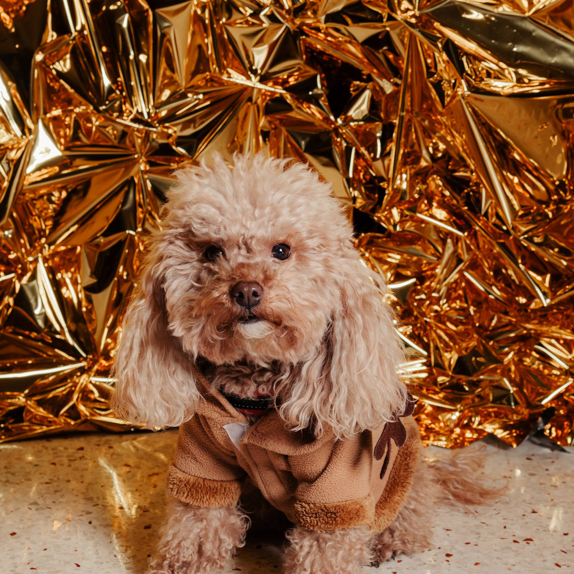 a dog sitting in front of a gold foil backdrop