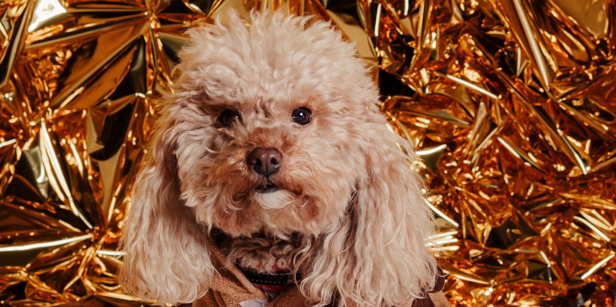 a dog sitting in front of a gold foil backdrop