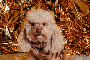 a dog sitting in front of a gold foil backdrop