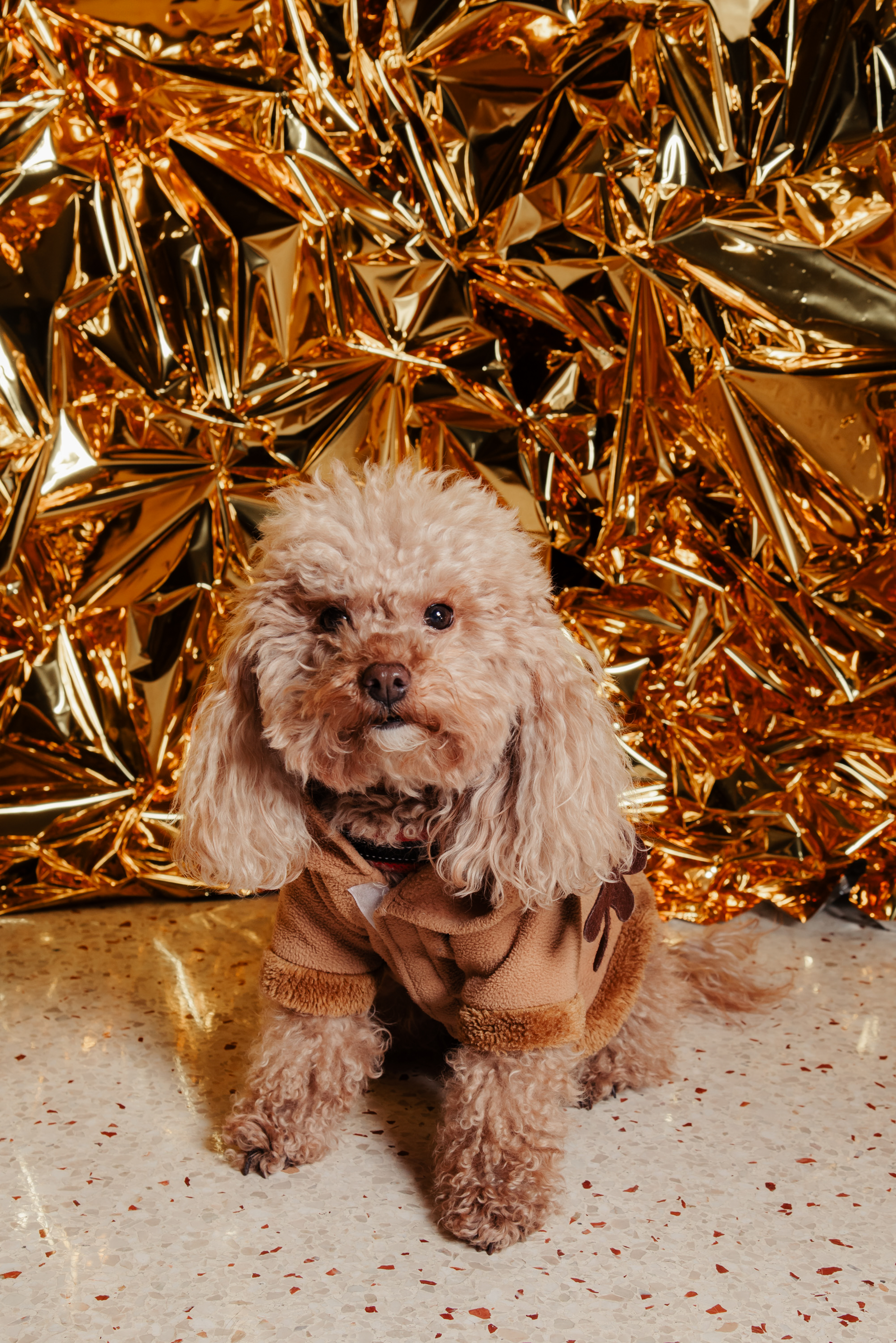 Apricot poodle in brown reindeer costume against crumpled gold foil background.