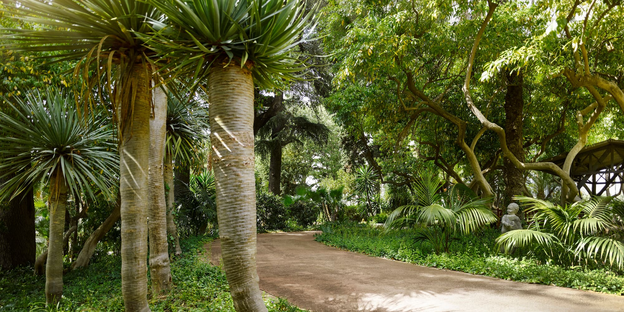 ein Weg mit Bäumen und anderen Pflanzen