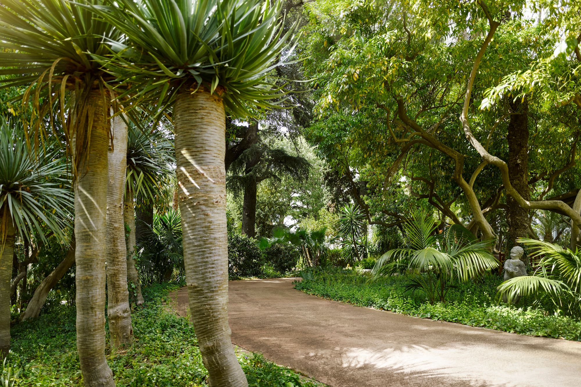 a path with trees and plants