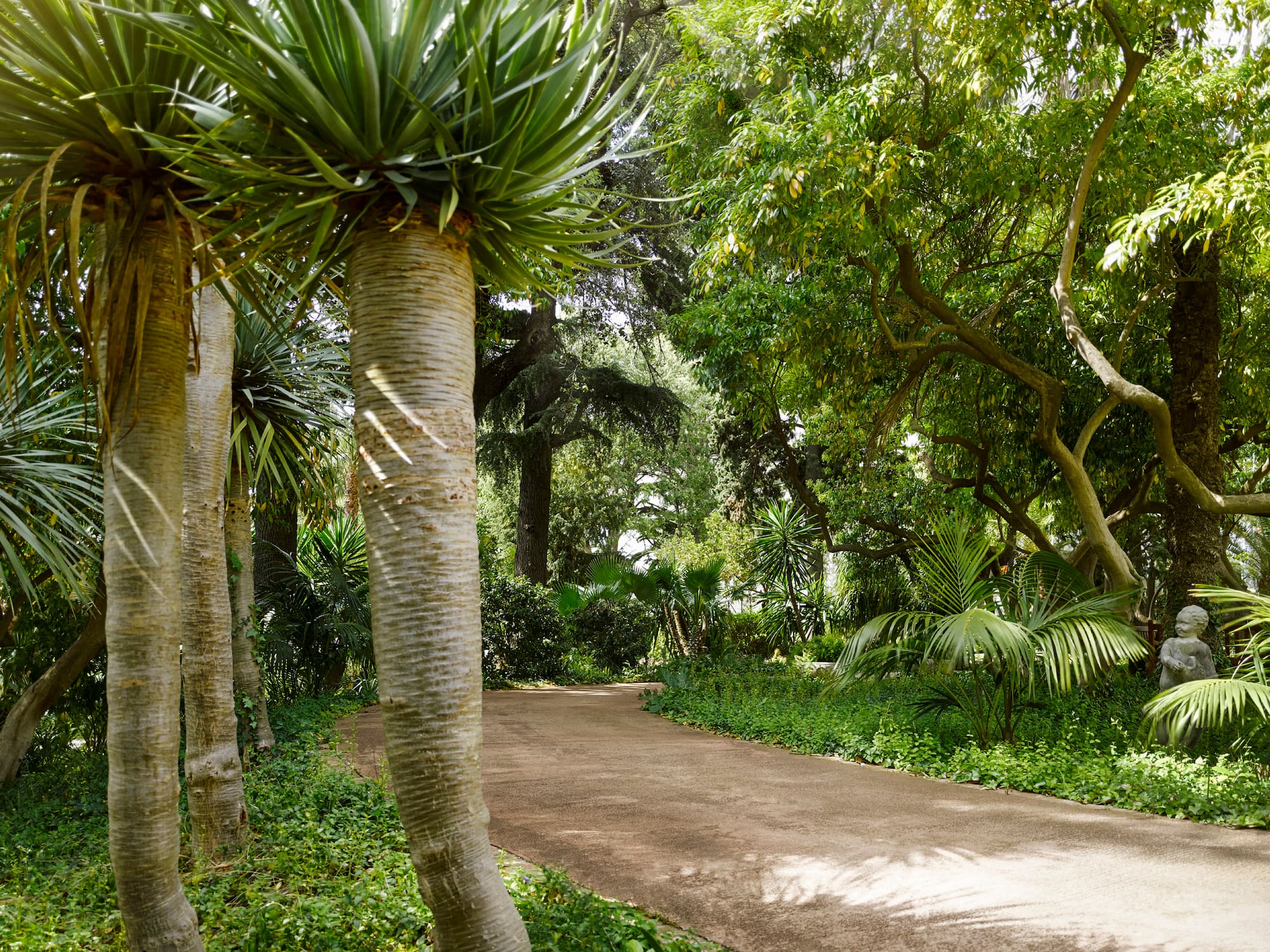 a path with trees and plants
