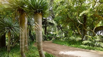 a path with trees and plants