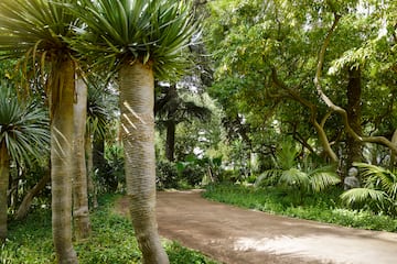 a path with trees and plants