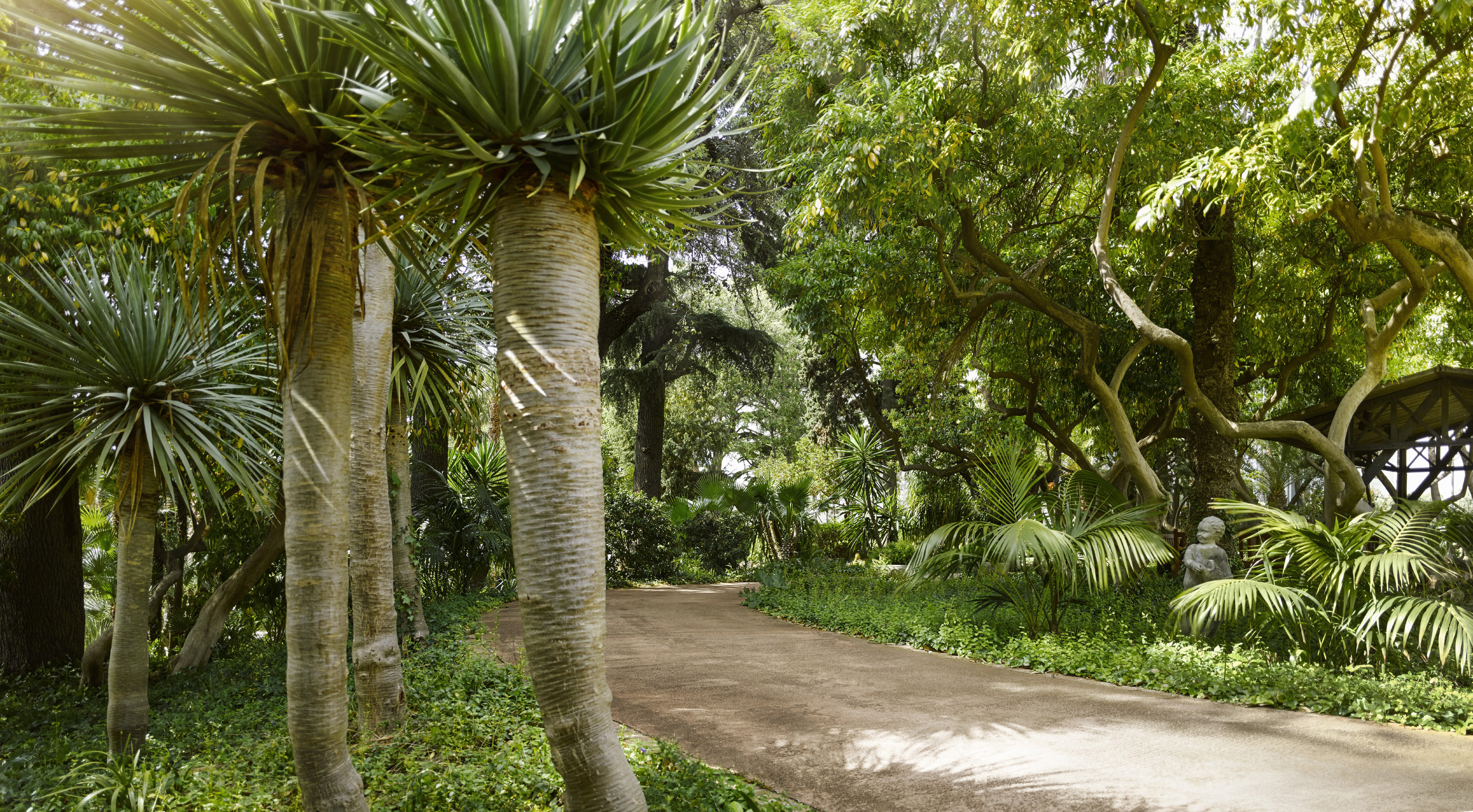 a path with trees and plants