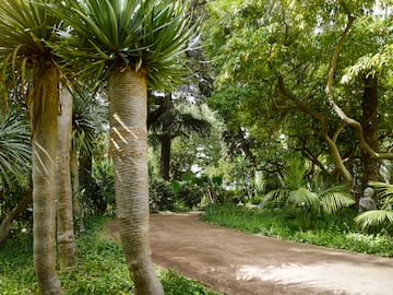 a path with trees and plants
