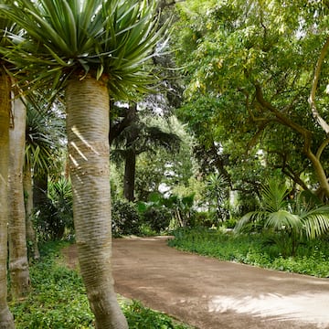 a path with trees and plants