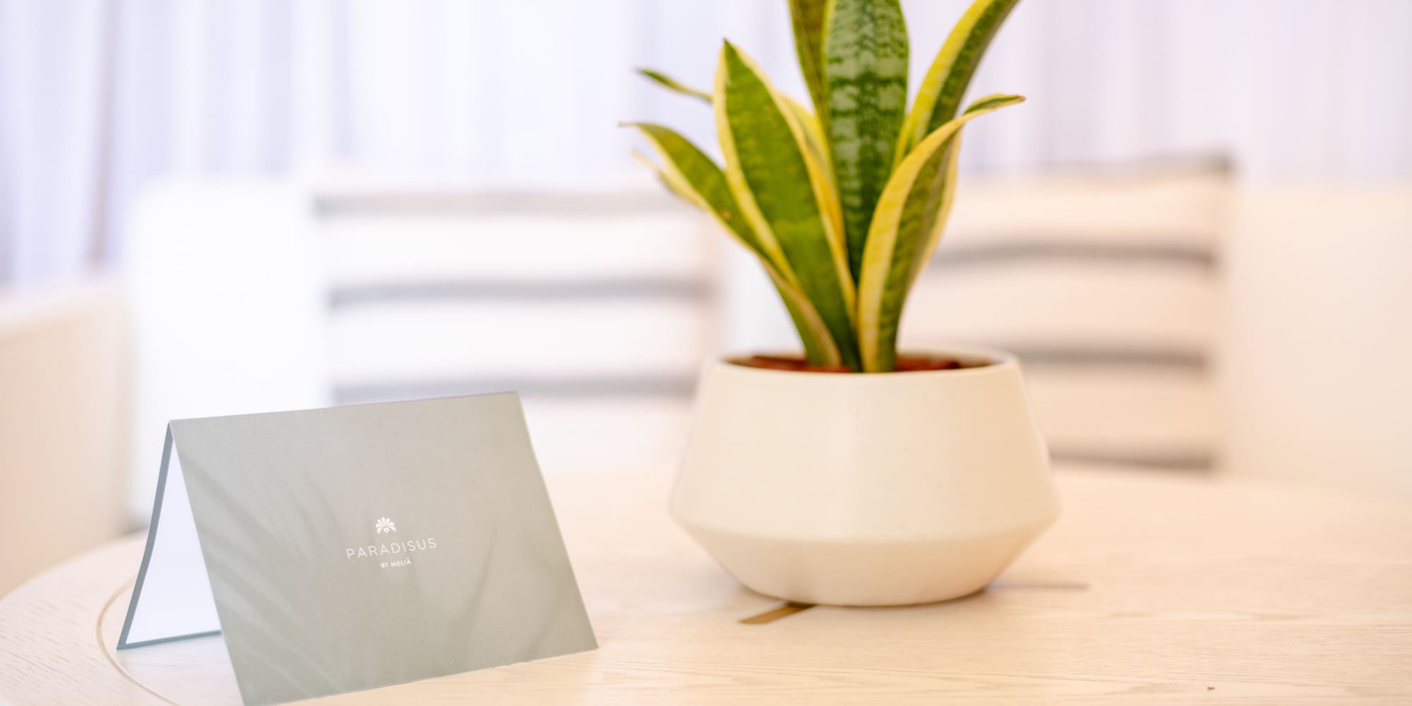 a plant in a pot on a table