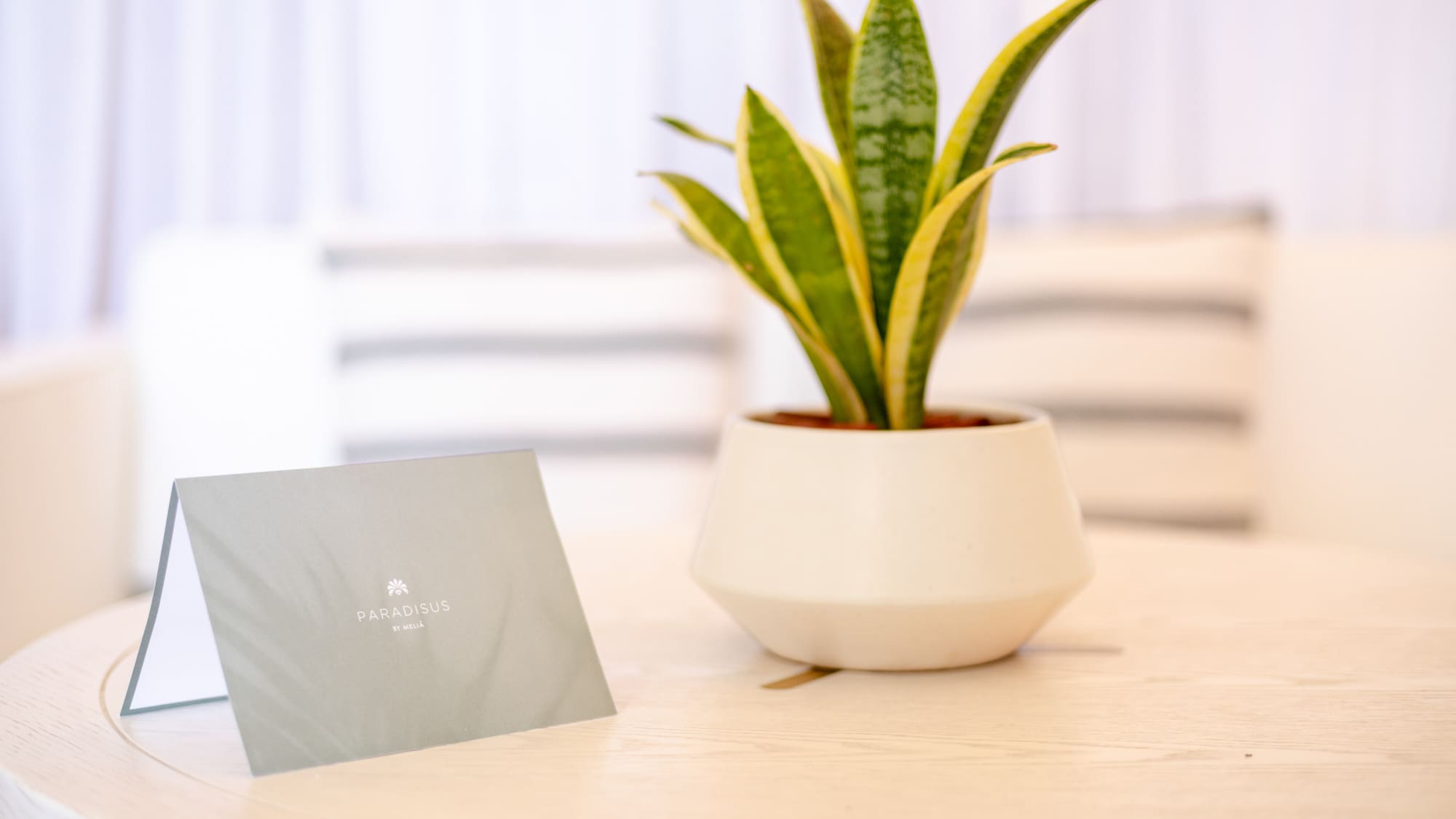 a plant in a pot on a table