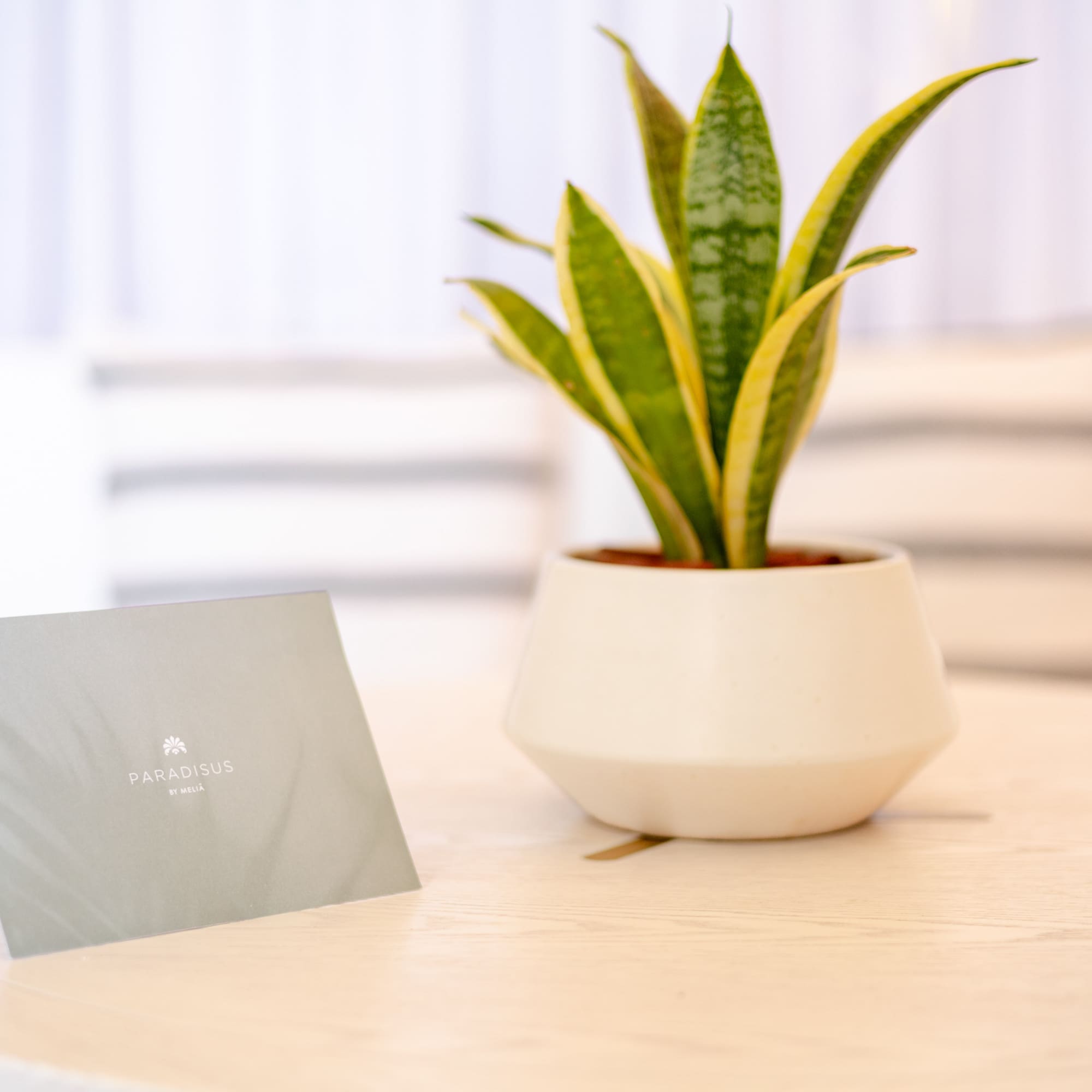 a plant in a pot on a table