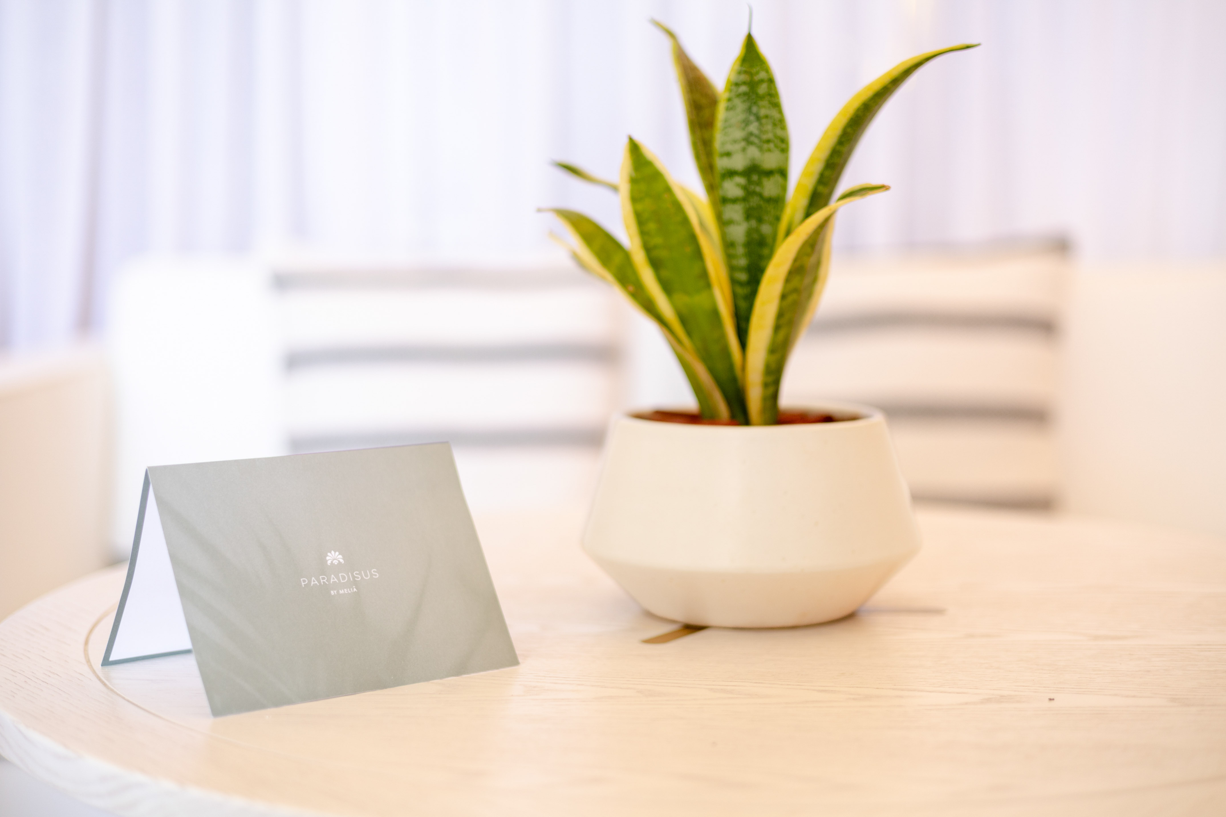 a plant in a pot on a table