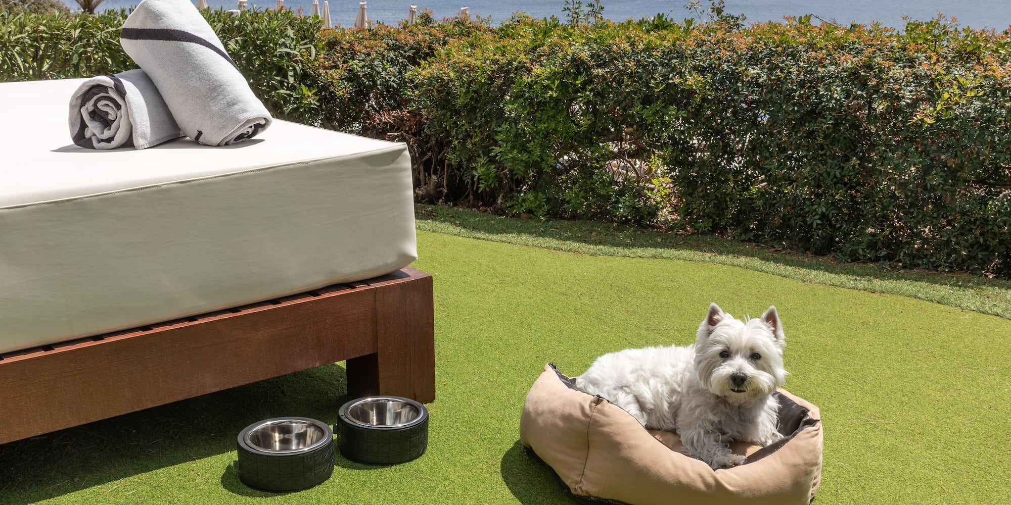Westie dog in pet bed on artificial turf with bowls and ocean view.
