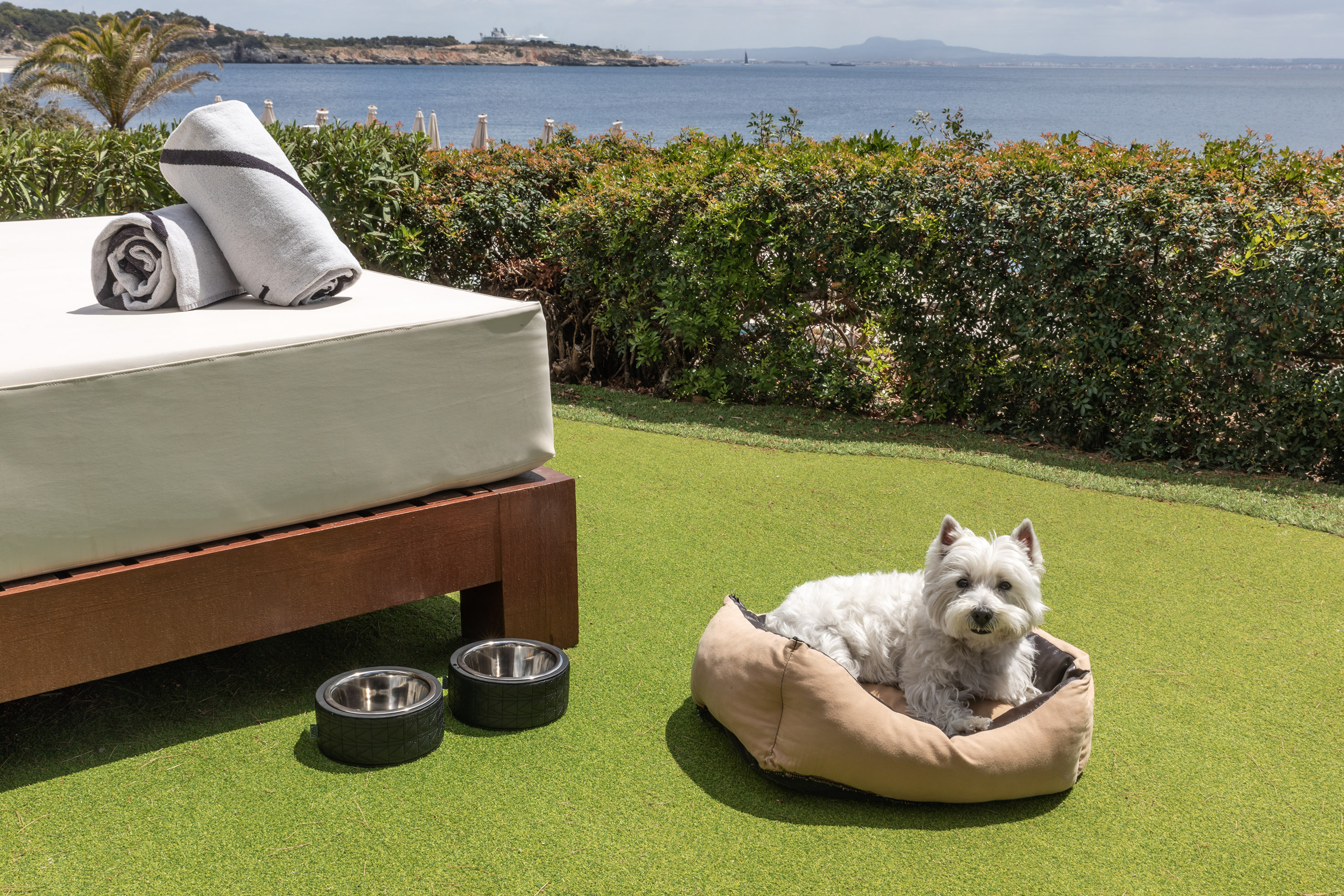 Westie dog in pet bed on artificial turf with bowls and ocean view.