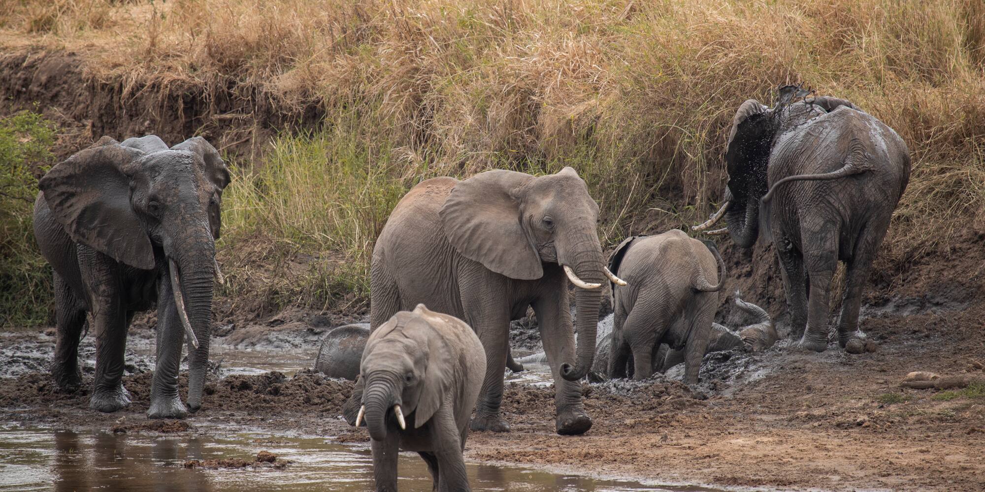 a group of elephants in a river