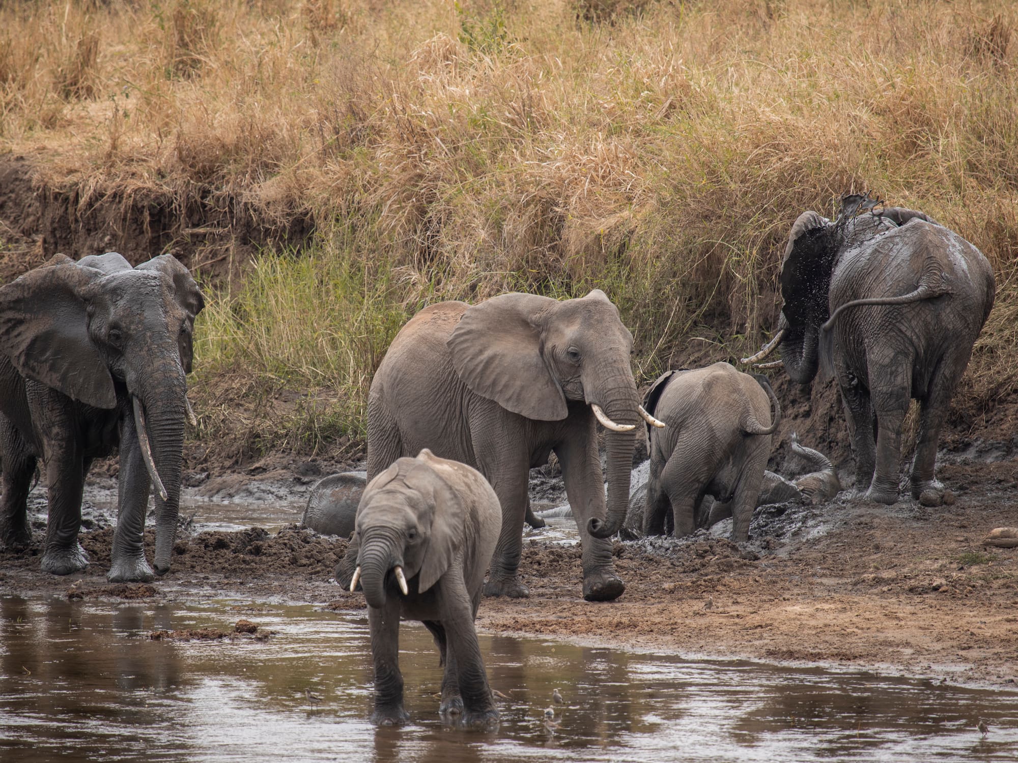 a group of elephants in a river