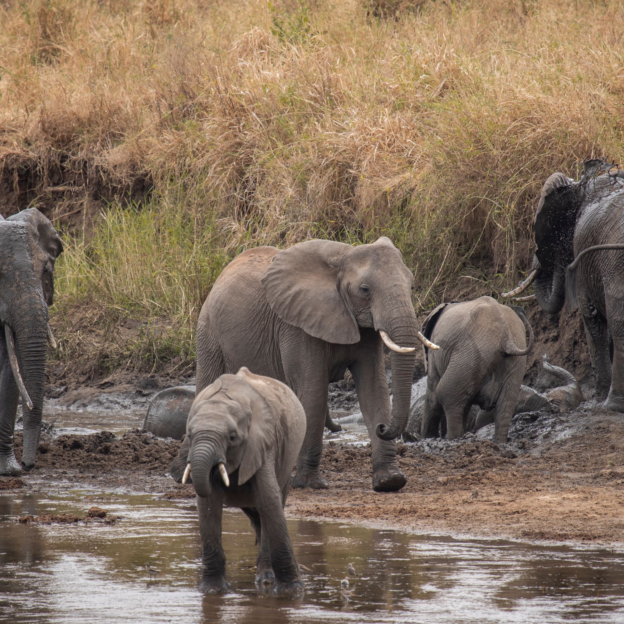 a group of elephants in a river