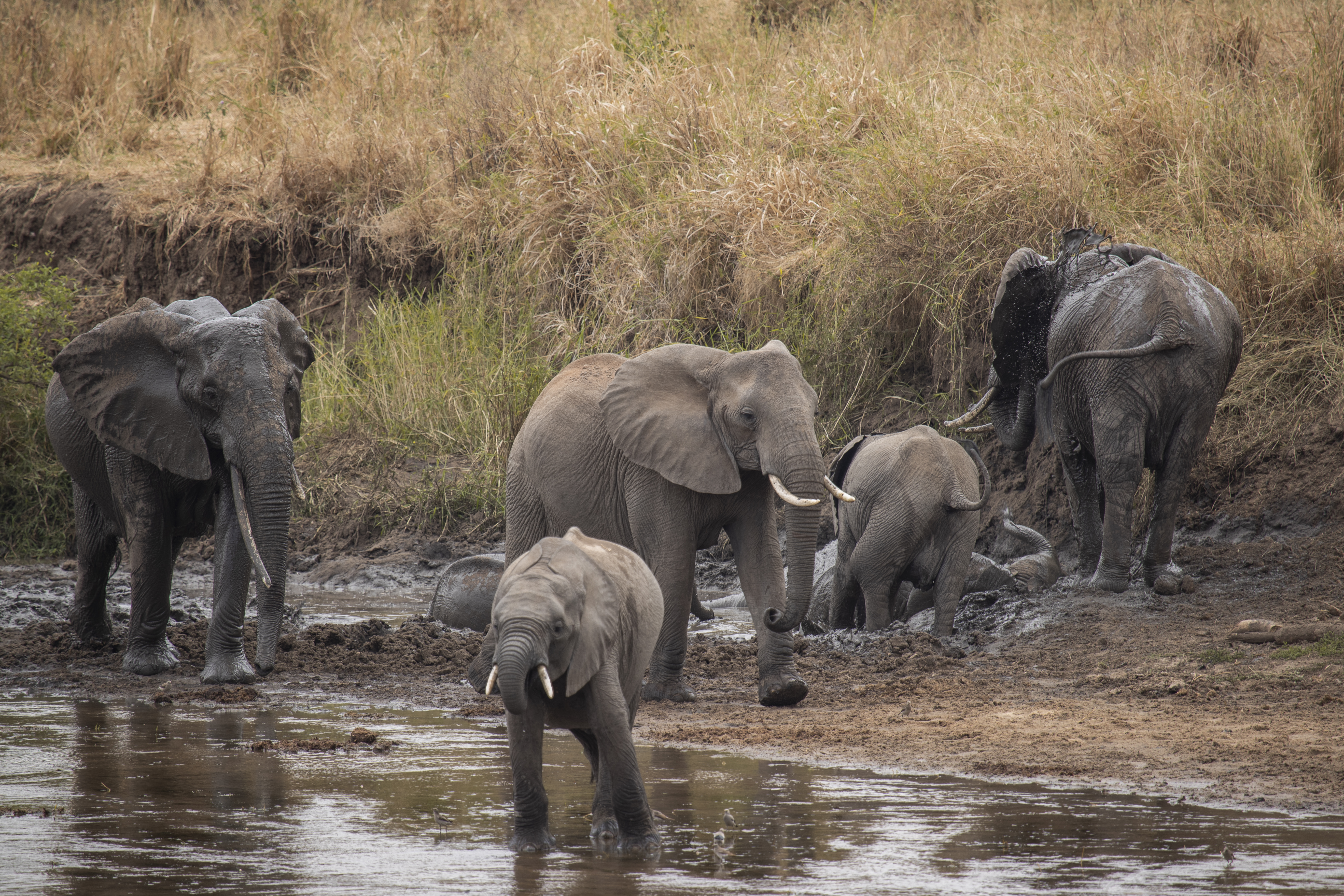 a group of elephants in a river