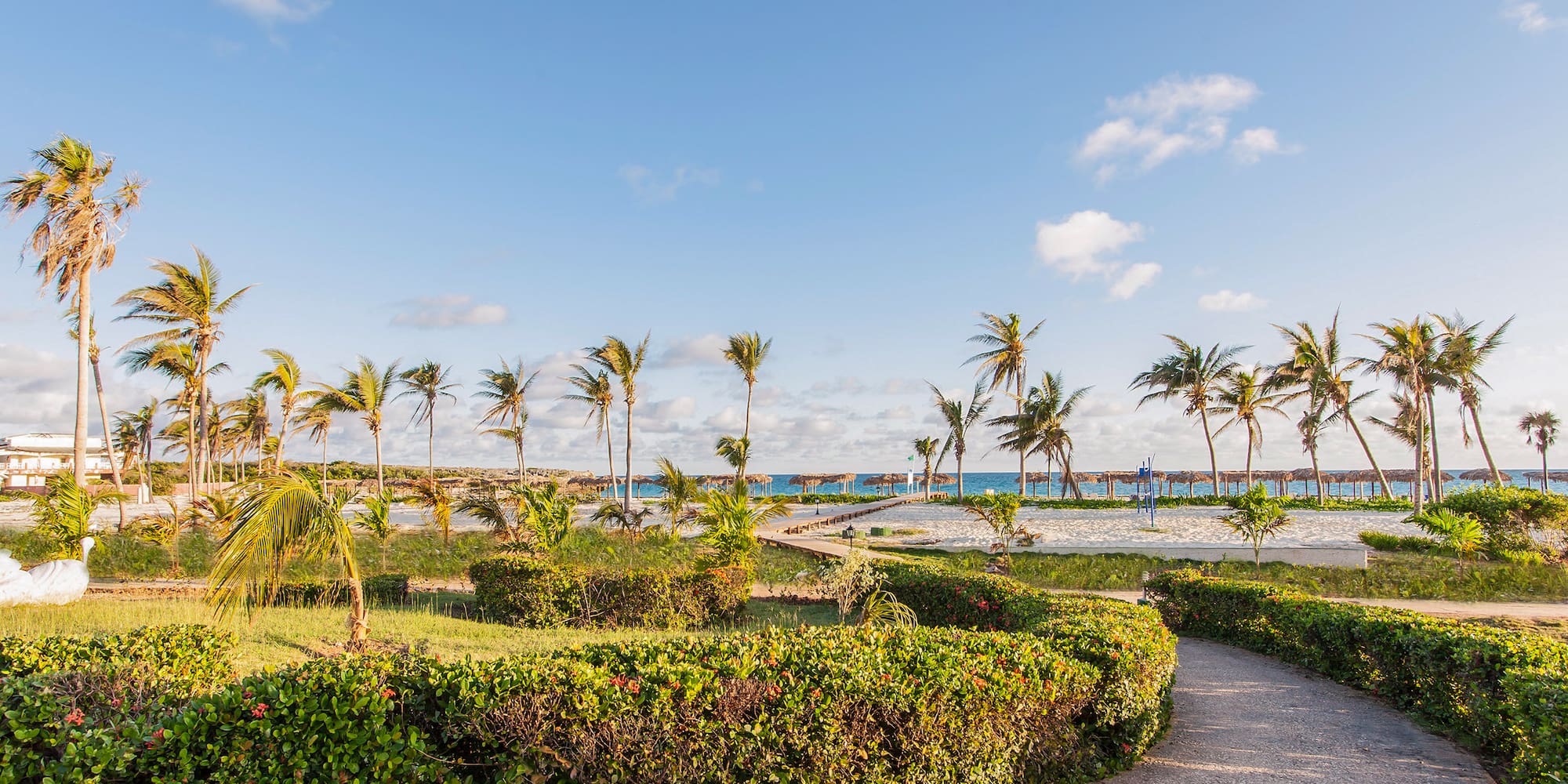 a path leading to a beach with palm trees