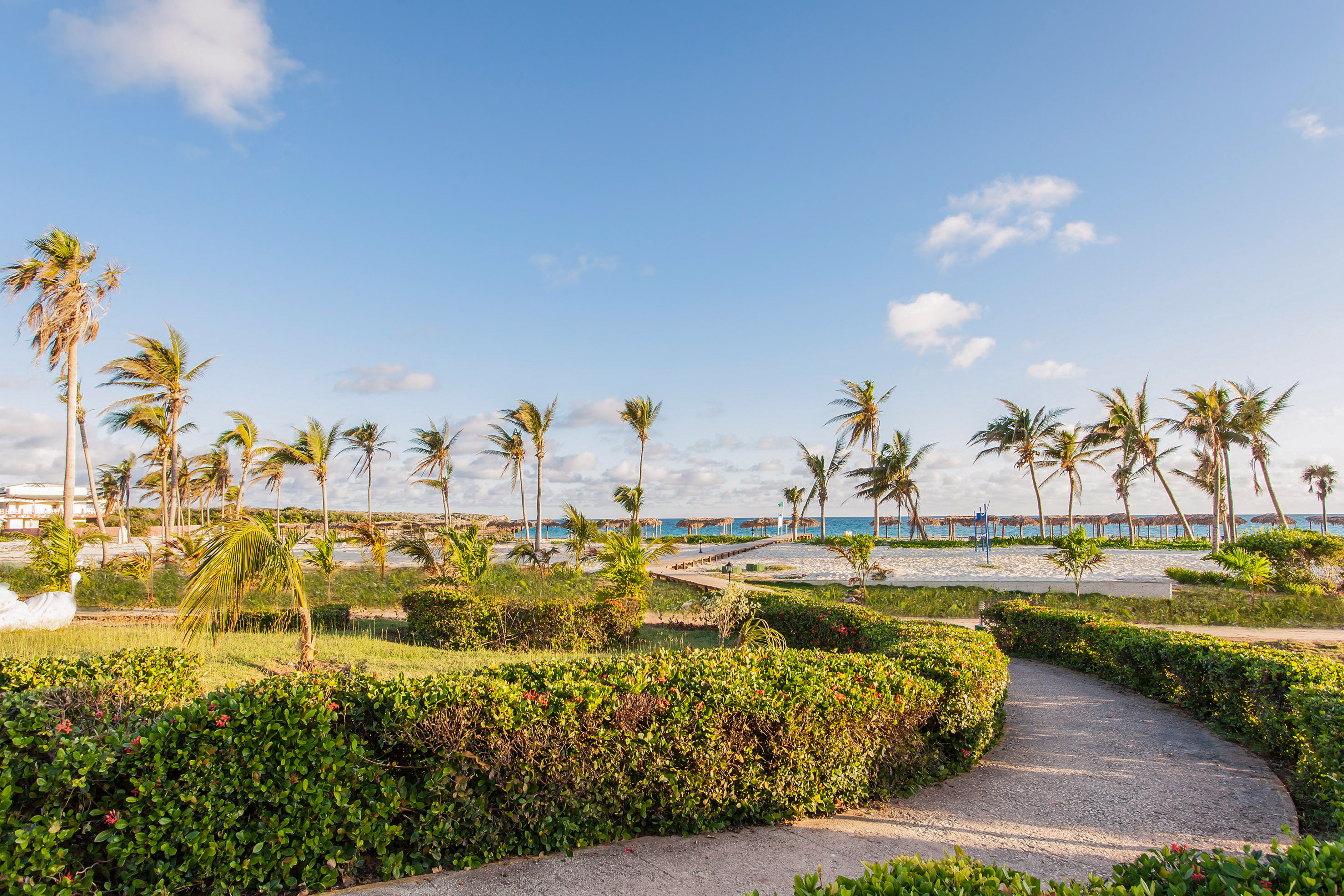 a path leading to a beach with palm trees