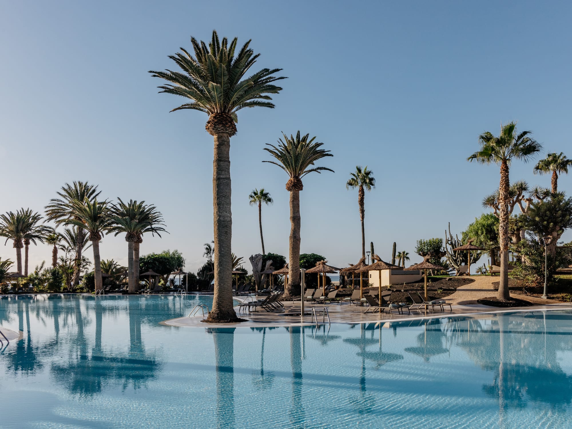a pool with palm trees and umbrellas
