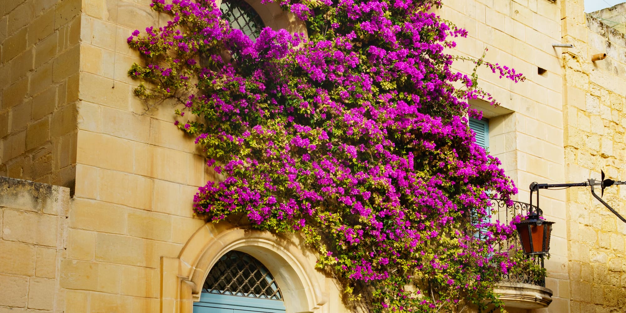 Purple bougainvillea draped over yellow stone house, blue door, and balcony.