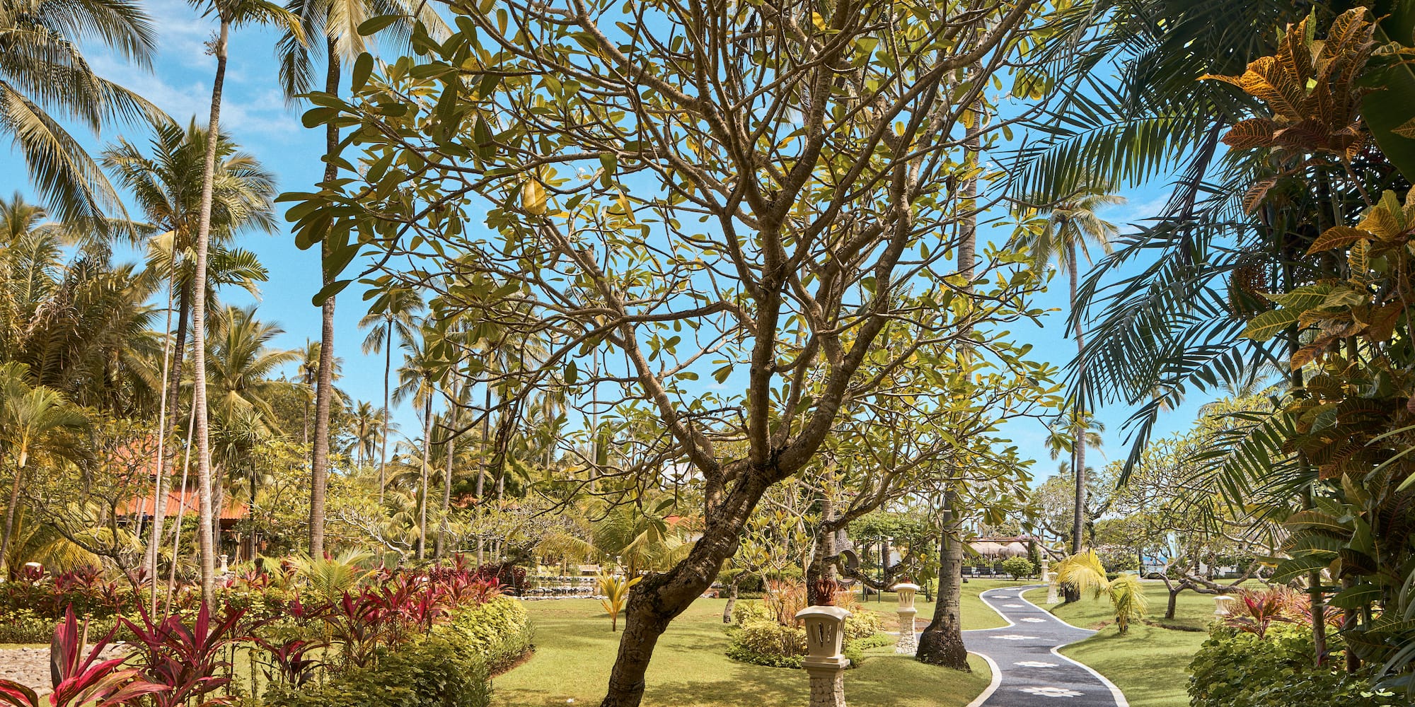 a path with trees and plants