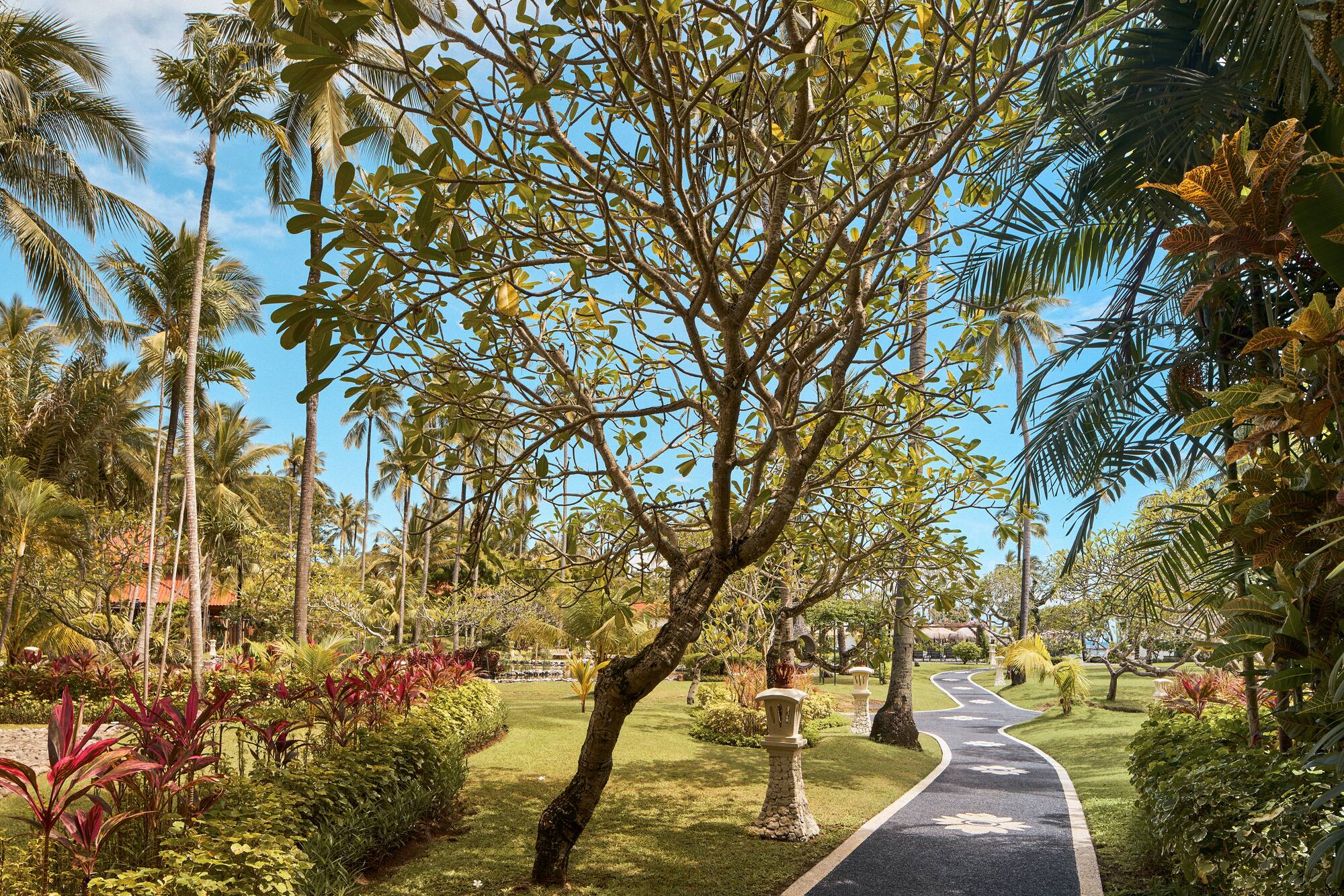 a path with trees and plants