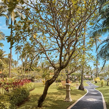 a path with trees and plants