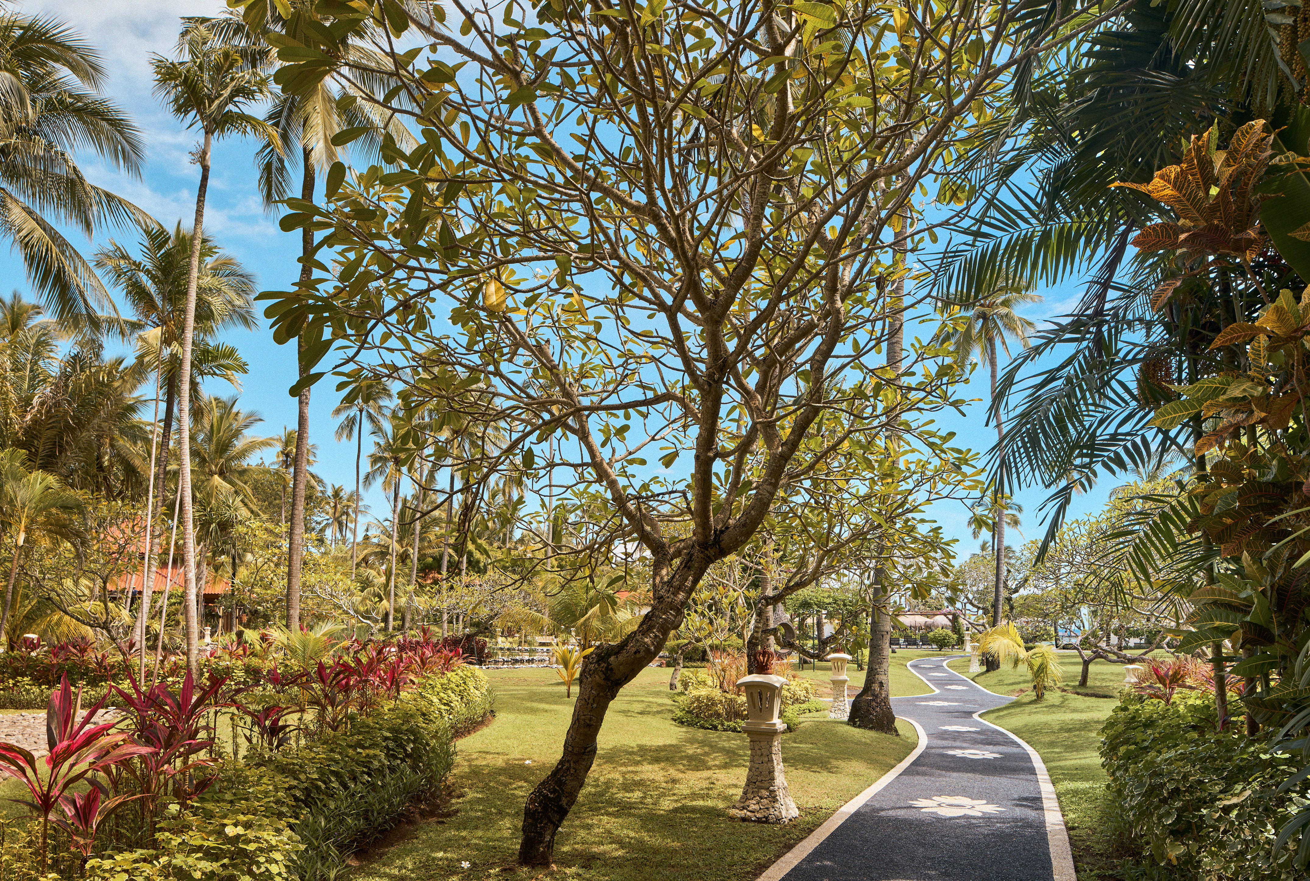 a path with trees and plants