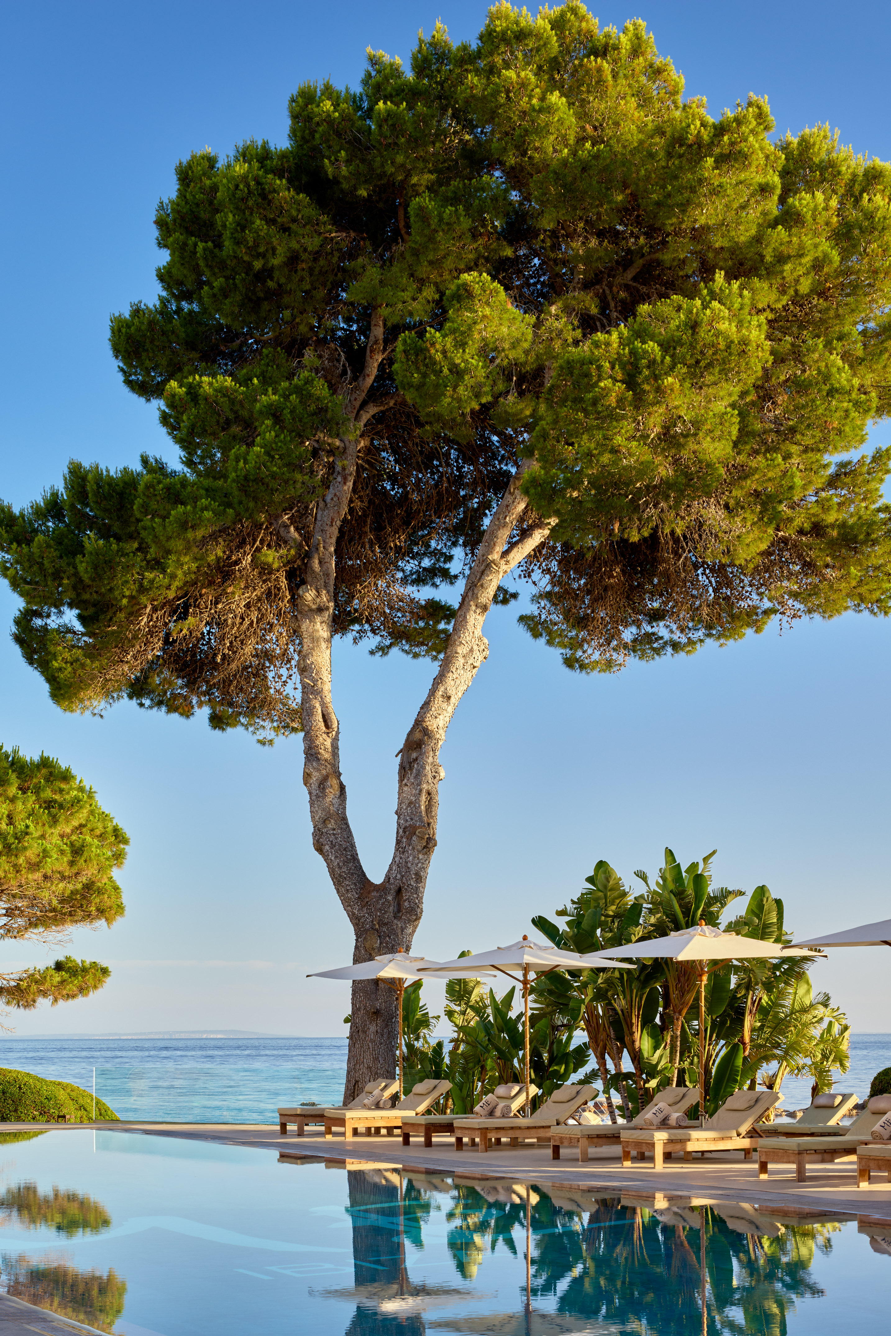 Resort infinity pool with ocean view, pine tree, sun loungers, and umbrellas.