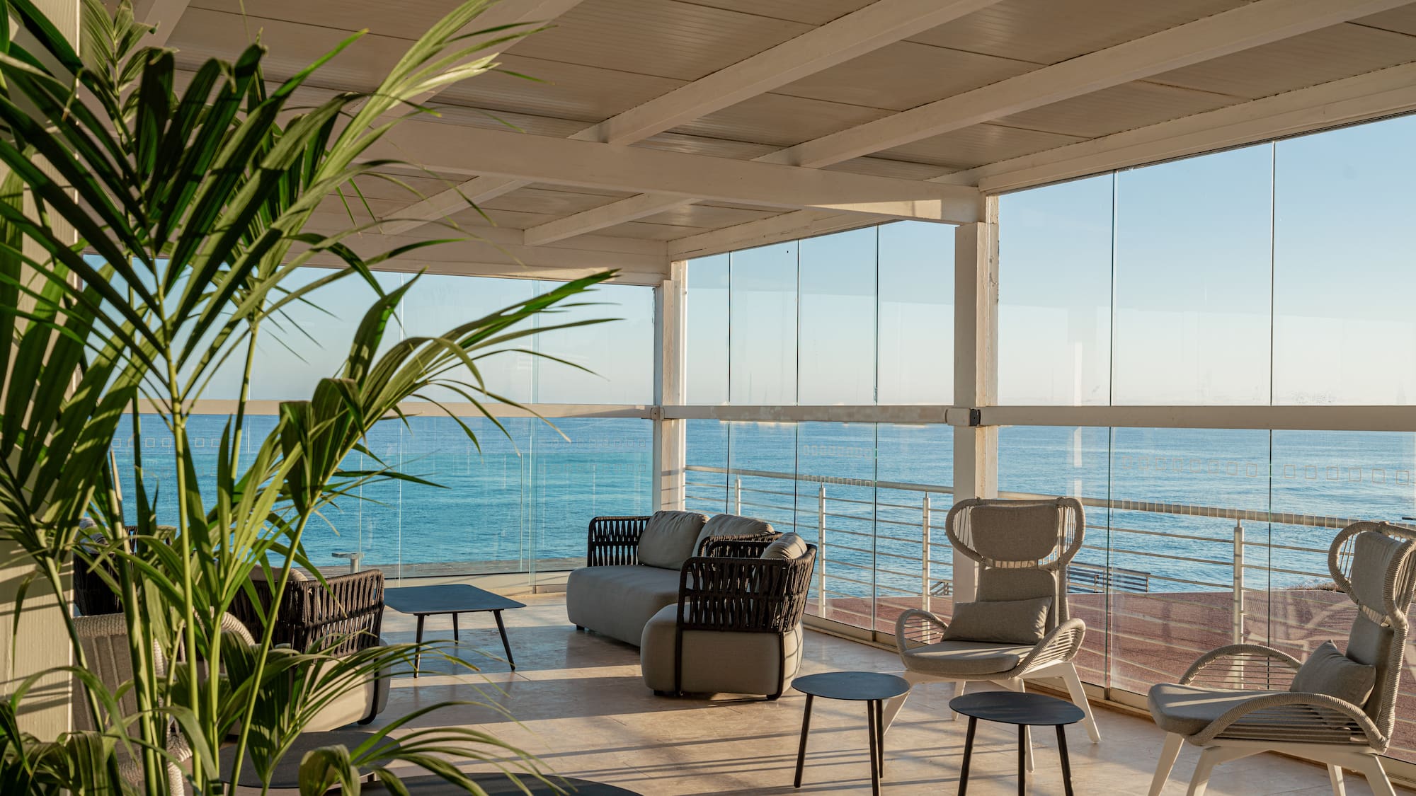 a room with a large deck with a large plant and a couch